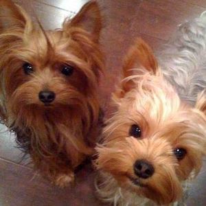 Meet your Posher, Ginger